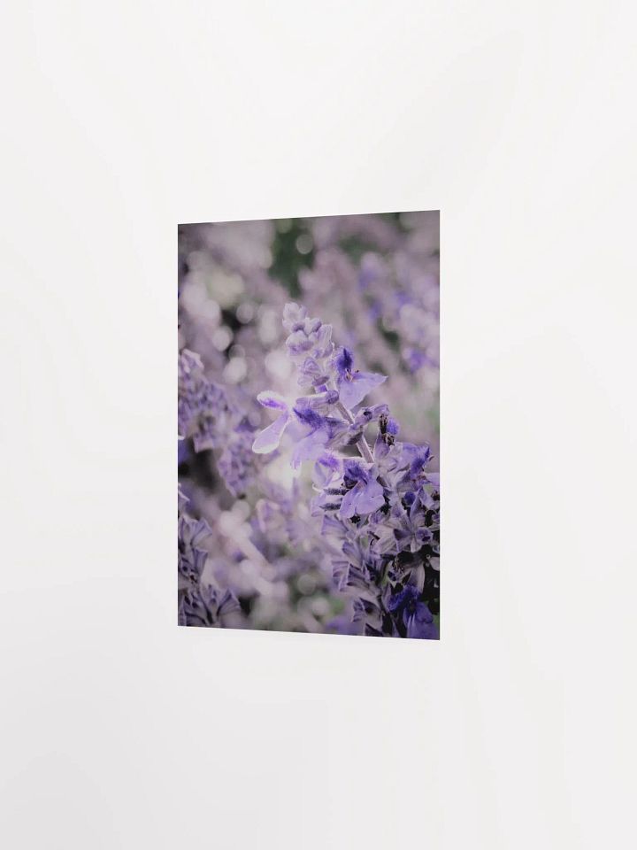 Wisteria 3 product image (24)