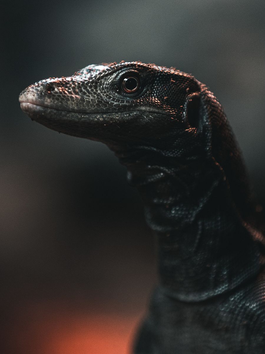 Baby Black Dragon Water Monitor product image (1)