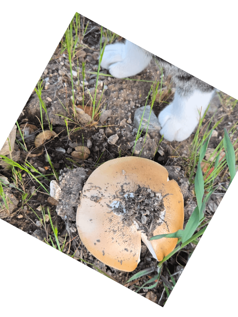 Paws and Shrooms Sticker Set product image (4)