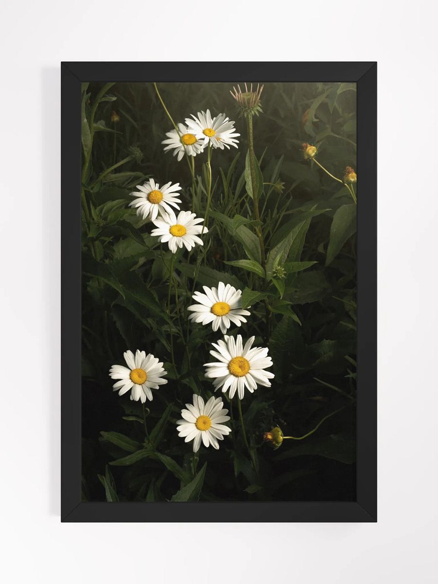 Undulating Daisies product image (1)