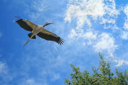 Stork in flight #robinmehdee #floridabirdlover