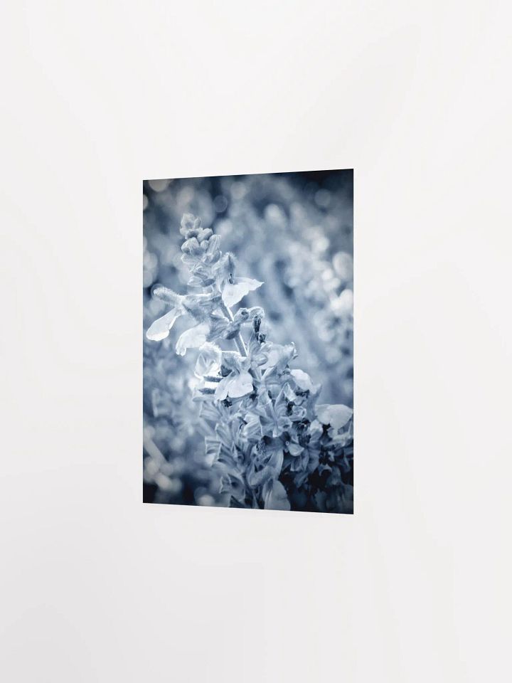 Wisteria 6 product image (23)