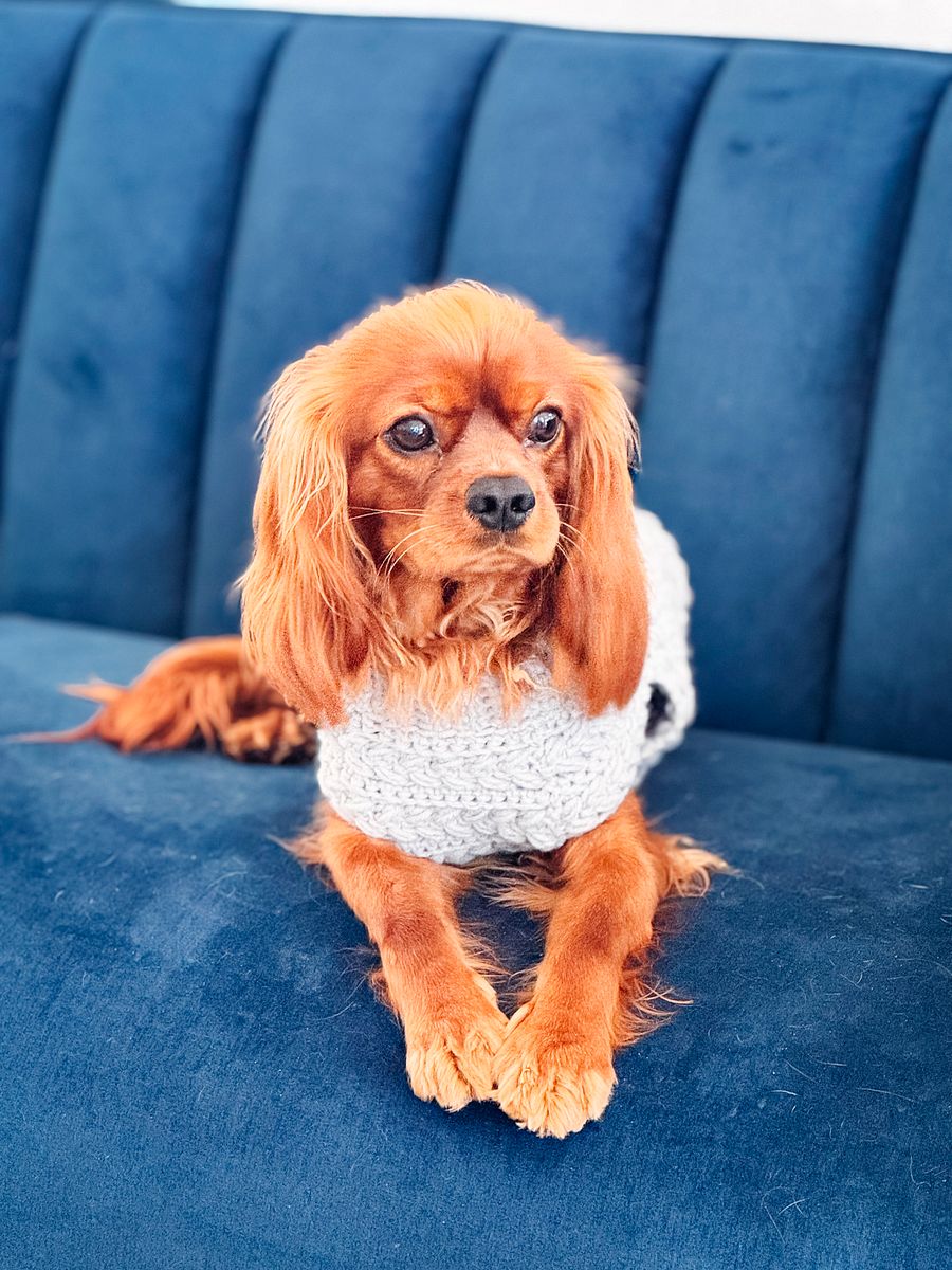 Wheat Stitch Dog Sweater Crochet Pattern in 8 Sizes product image (7)