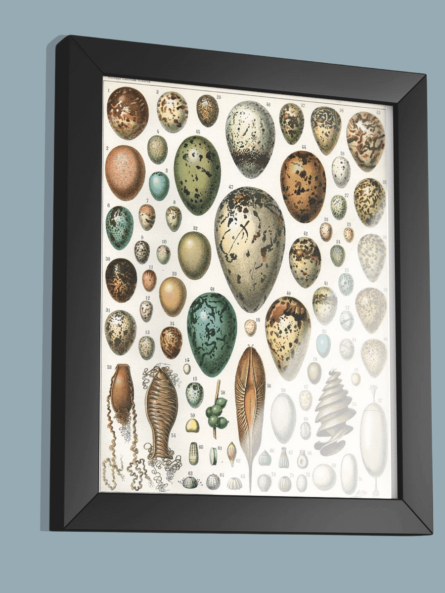 Oeufs, Nouveau Larousse Illustré 1897-1904 product image (2)