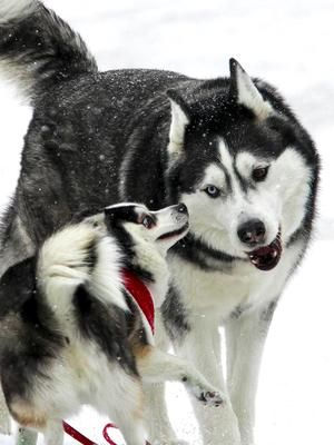 Oh gosh, I just forgot something, I love you. #iphone15promax #play #instagram #husky #fairytale #loveislove #reels  #siberianhusky #viral #love #loveislove #happy #huskylove #heaven #heterochromiairidium 