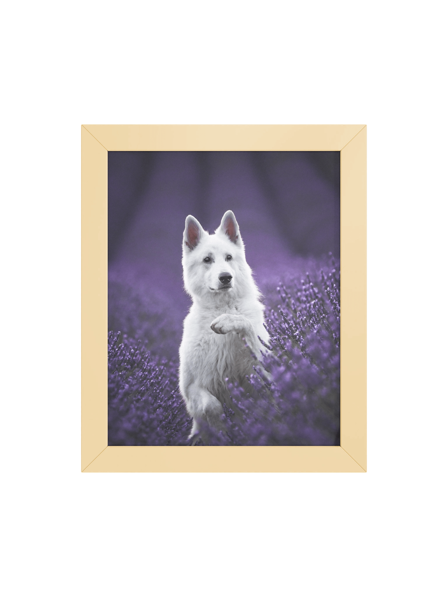 Rasta in the lavender fields product image (53)