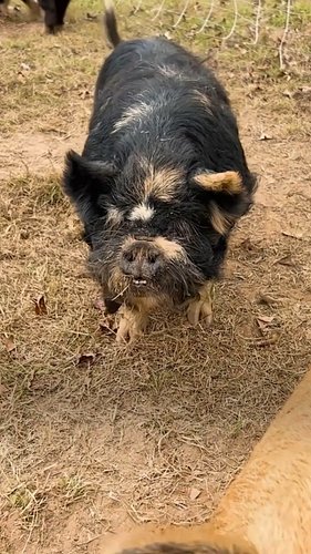 This pig was “too sweet to eat”

Special thanks to Jillian and Baba Ganoush: @camp.winnie

#rescuepig #animalrescue #cuddlebu...