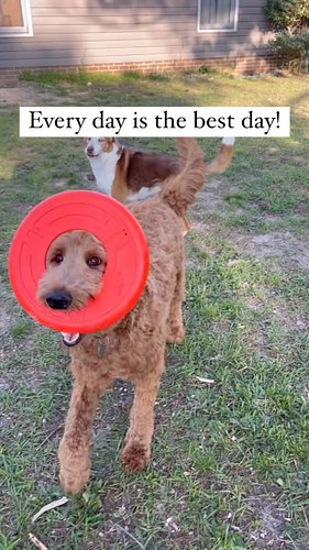 There’s no joy like a Doodle’s joy!
