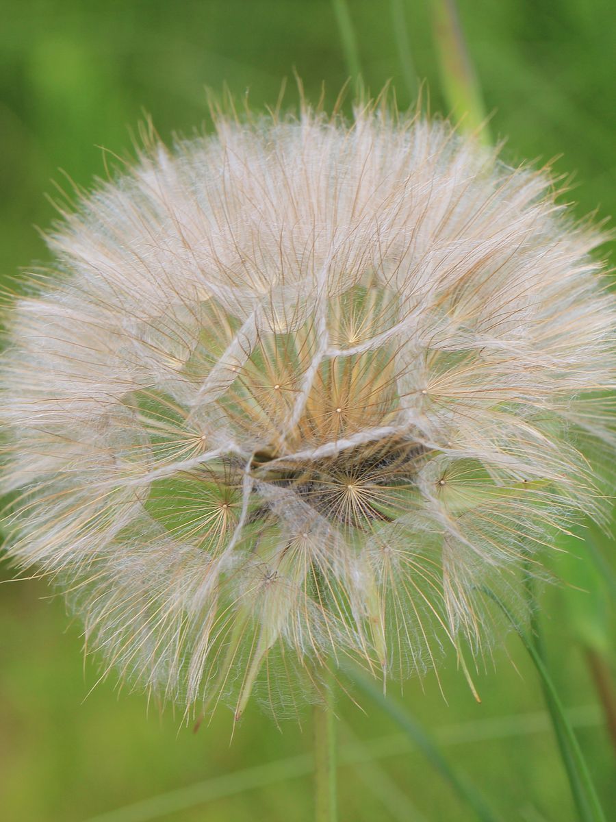 Plants and Wildflowers Image Collection product image (9)