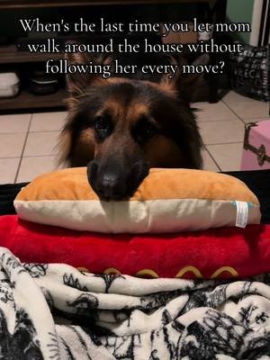 Personal space where 😌 #gsd #gsdoftiktok #dogsoftiktok 