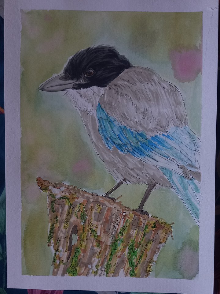 Original Art Series: Corvids [10] Azure-winged magpie product image (2)