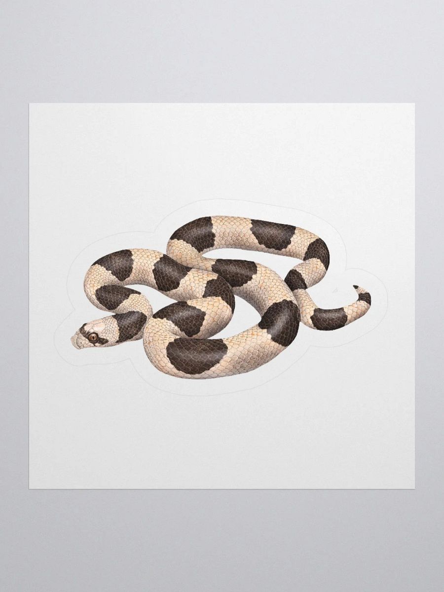 Die-Cut Sticker – Saddled Leaf-nosed Snake product image (2)