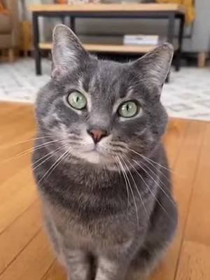 evil cat 😈 #cattok #evilcat #catlovers #fyp 