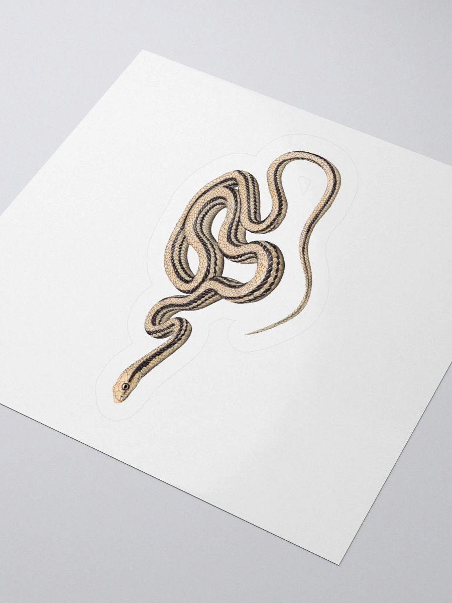Die-Cut Sticker – Desert Patchnosed Snake product image (3)