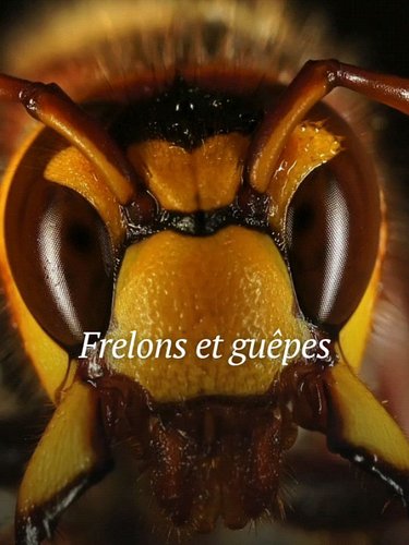 Signaler vos nids de frelons gratuitement sur signalnids.fr 

#frelon #freloneuropéen #frelonasiatique