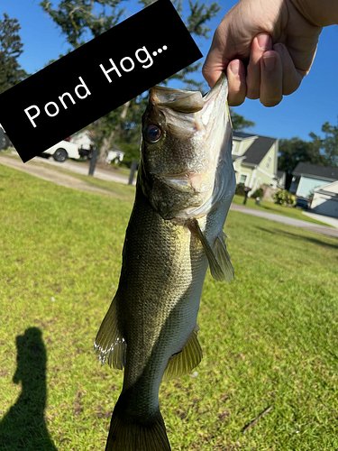 Went out to test out this new lure I put together to try and catch small bluegill top water. Thought it’d be fun to try a BFS...