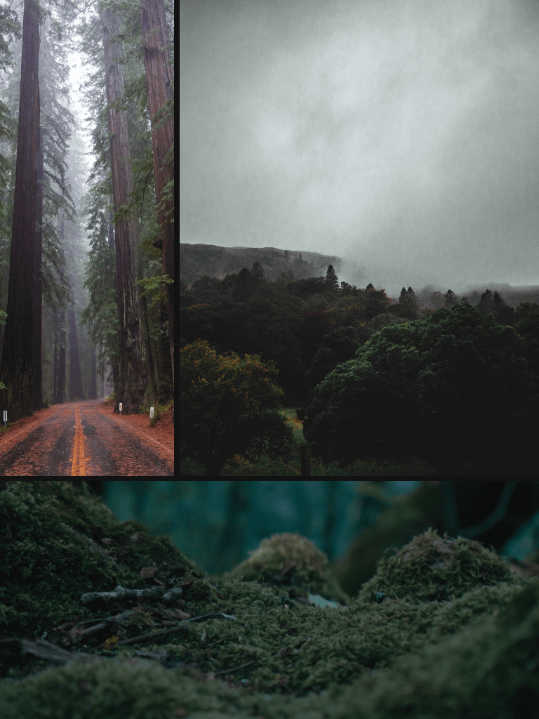 Sasquatch Redwoods product image (4)