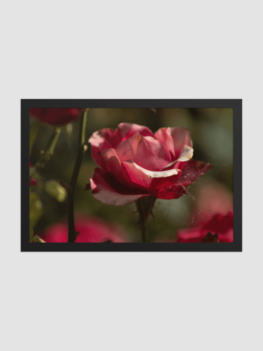 Rose with webs Framed photography Poster product image (1)
