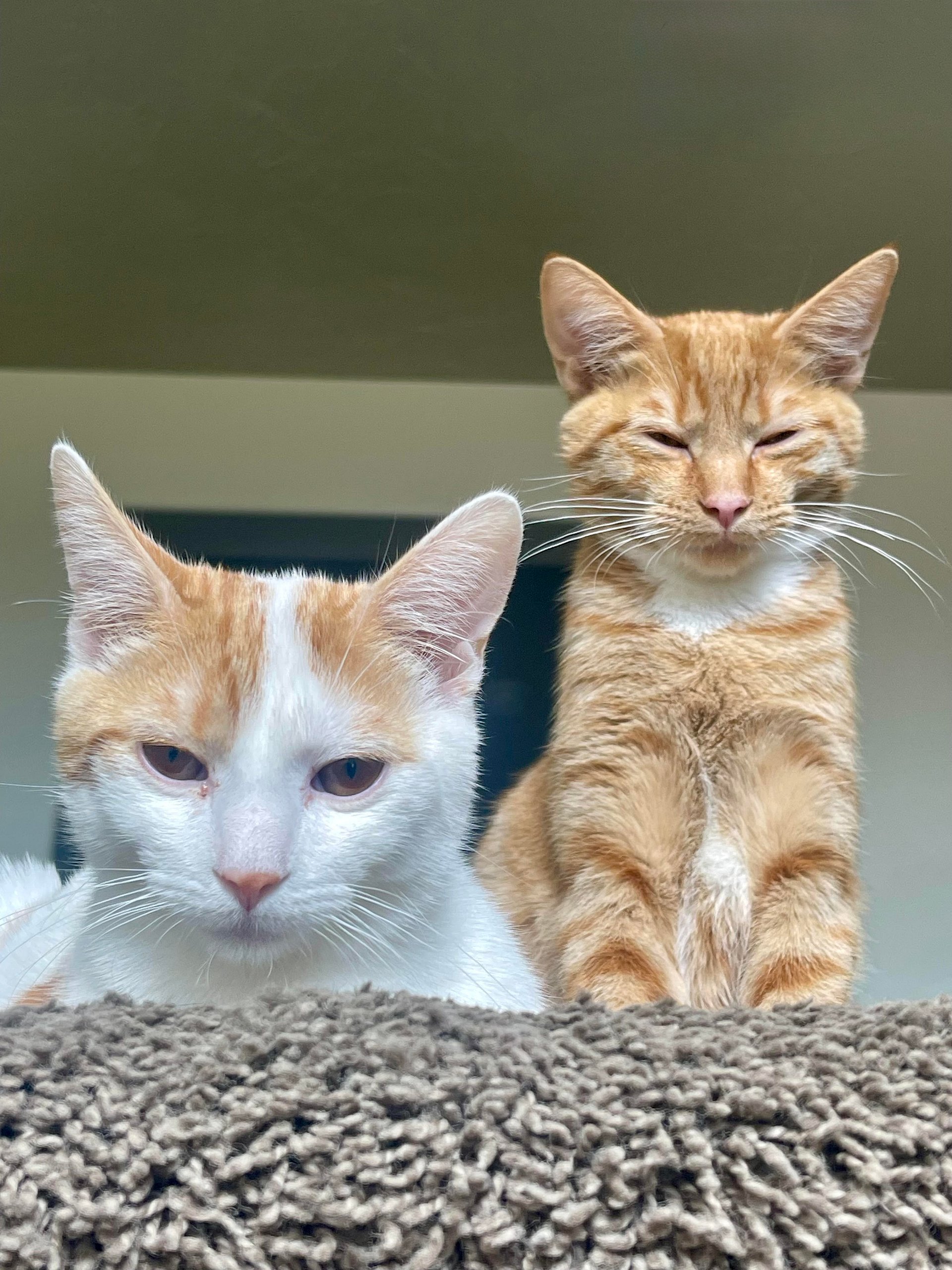 Cat Pack 2025 + Bonus product image (1)