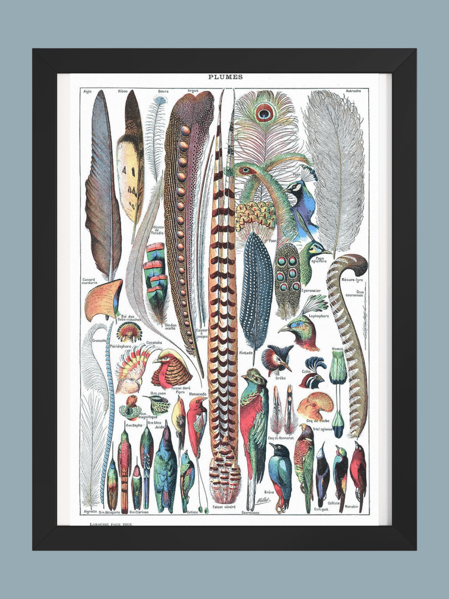 Types de plumes Larousse pour tous 1907–1910 product image (1)