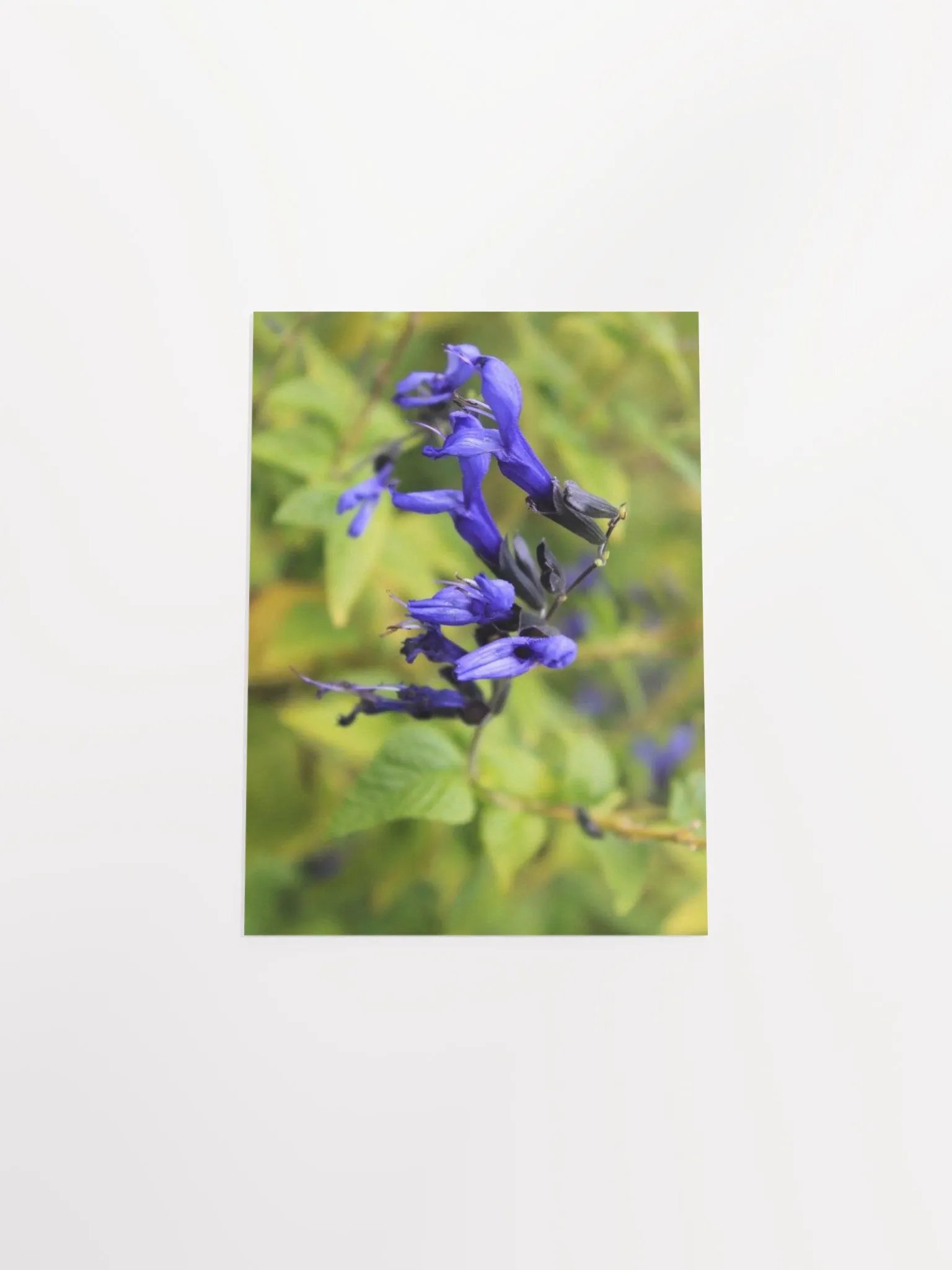 A Study in Flowers 3 product image (39)