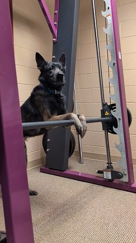 Crime waits for no one #k9 #mtpdk9 #workingdog #belgianmalinois