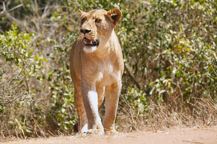 Lion product image (1)