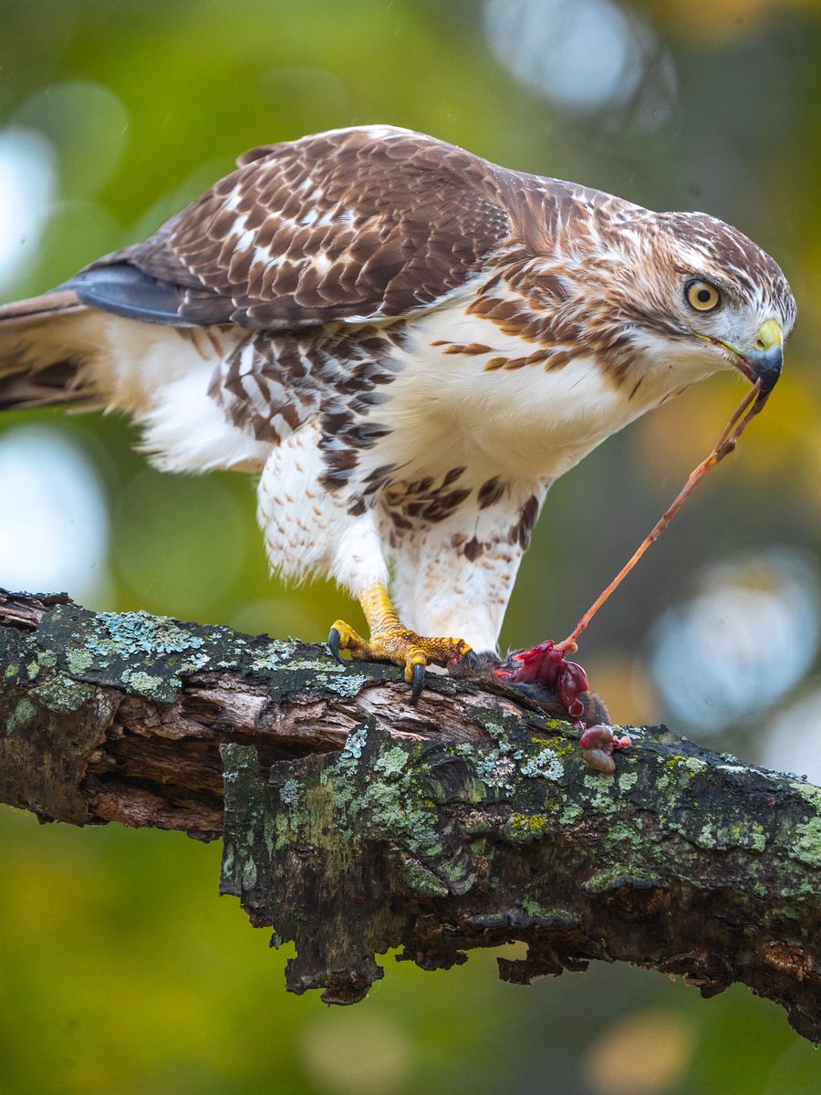 Hawk-tu-ahh product image (1)