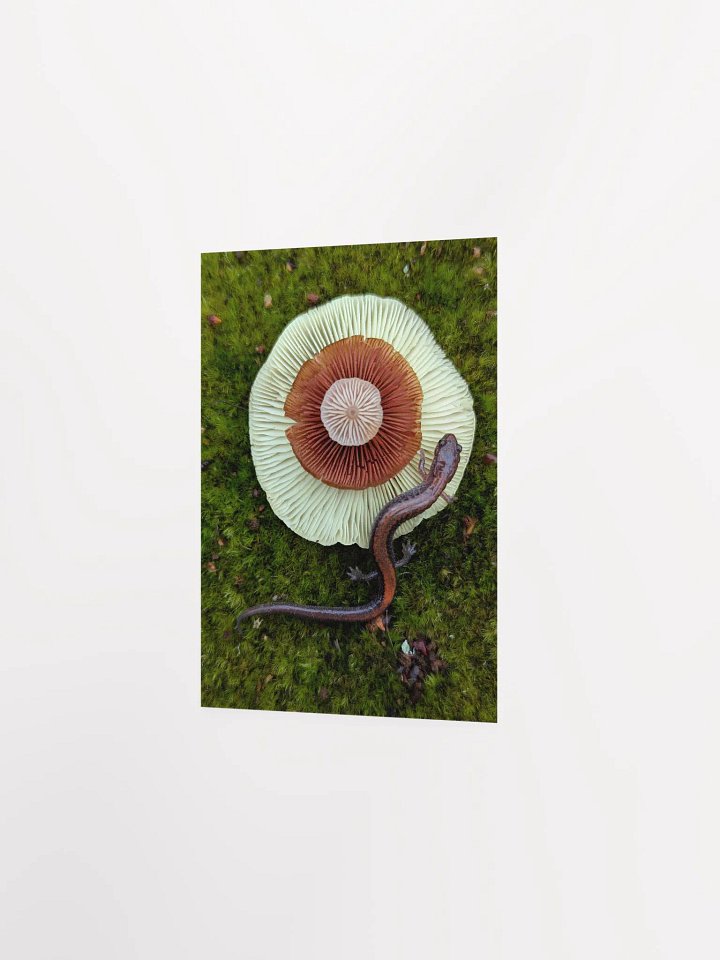 Salamander & Gills (Print) product image (2)