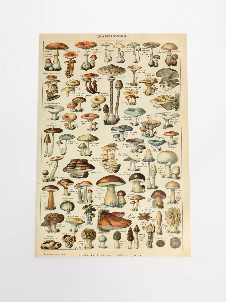 Champignon Chronicles Poster product image (1)