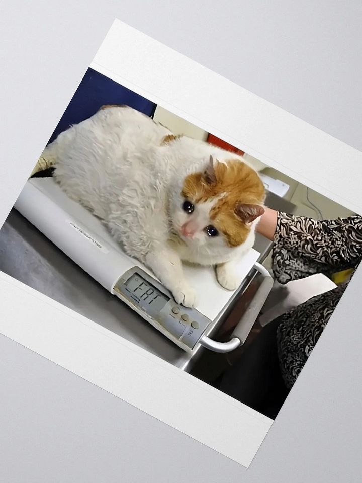 Kiss Cut Stickers: Meme Cats fat product image (2)