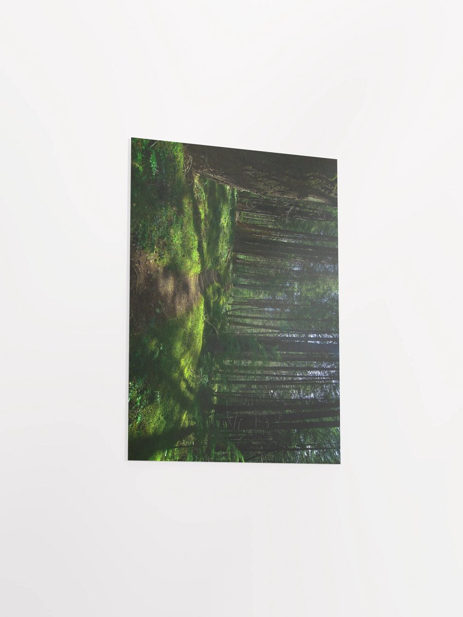 Lower Dungeness Trail Timber sun lighting Matte Poster product image (3)