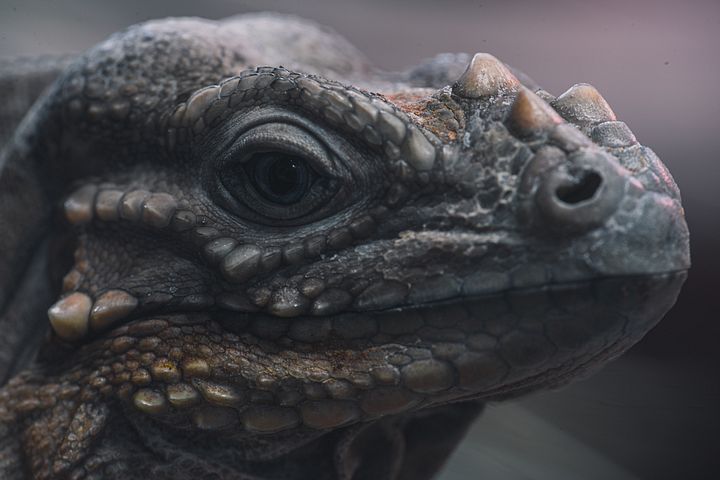 Rhino Iguana Face product image (1)
