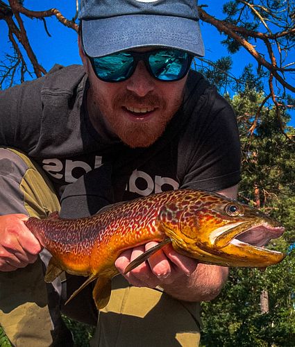 🎣✨ *Minnes denne utrolige fangsten – se de fantastiske mønstrene på denne villørreten!* 🐟🌿 Naturens detaljer er virkelig magi...