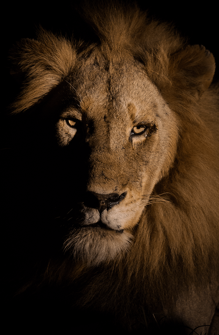 The King at Night product image (1)