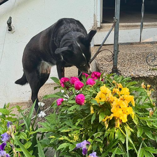 Somebody stopped this morning to smell the flowers 🌸🌷🌹🌺 (not pictured: the massive sneezes immediately after this pic 🐶🫡)

#d...