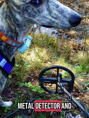 what can be found with a metal detector in Finland? #metaldetecting #suomitiktok #fyp 