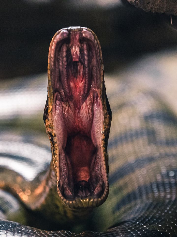 Green Anaconda Mouth Open product image (1)