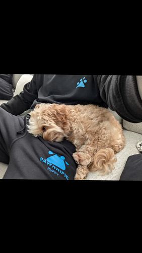 Here are 9 benefits of continuously training a pup that's already successfully completed obedience and behavioural training:
...