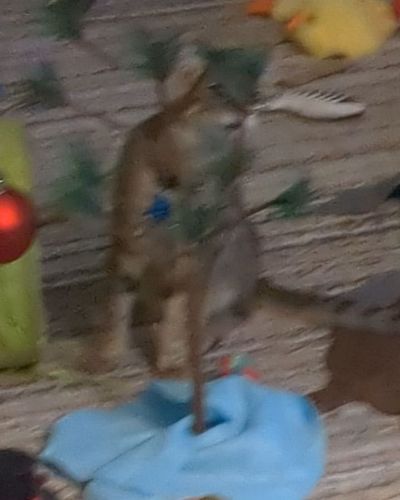 twitch.tv/hotelcatifornia come say hi to Baby Rocky and the gang! Please drop a follow while there to help us get to 50 follo...