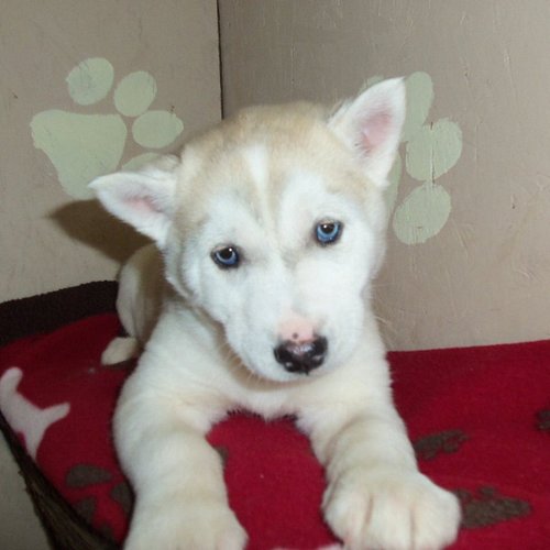 Miska 8 weeks #husky #huskypuppy #huskypics #huskyphotography Photo by Shadowlight Imaging Studios