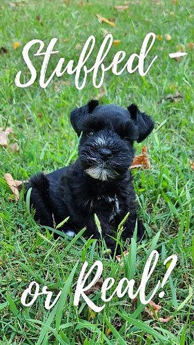 I need your love 🥰 #miniatureschnauzerpuppy