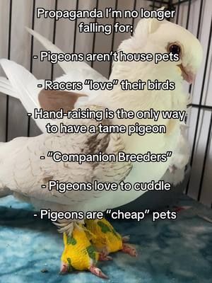I will not be taking comments at this time 😌 #pigeonrescue #pigeonaspets #petpigeon #pigeontok #pigeons #pigeonlovers 