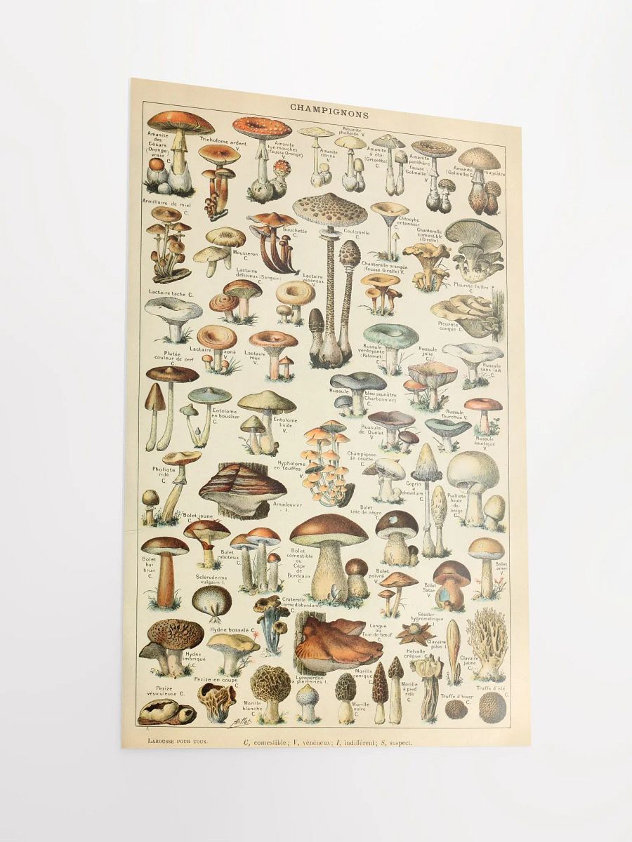 Champignon Chronicles Poster product image (2)