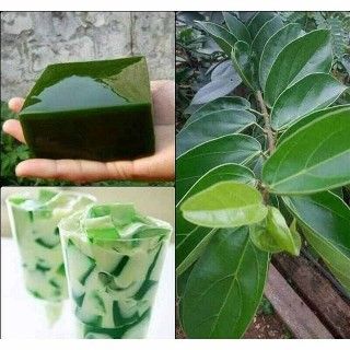 Tanaman daun cincau product image (1)