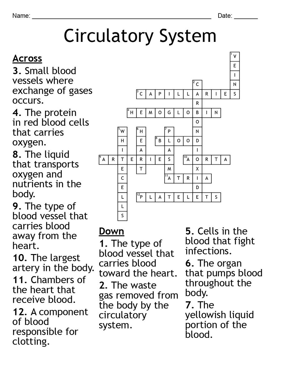 Printable Circulatory System Crossword Puzzle – 12 Key Terms! product image (2)