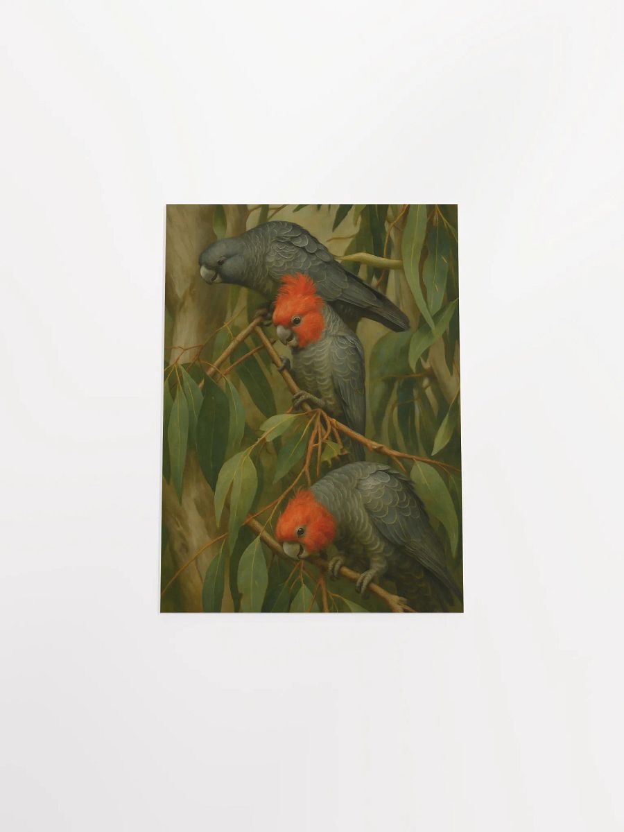 Gang Gang Cockatoos. product image (11)
