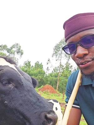 visit our offices for free consultation #farmplan #dairycattle #uganda #onlinecourse #layout 