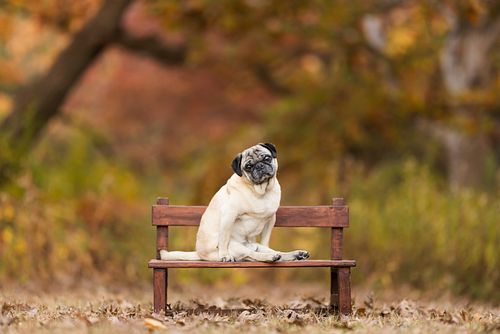 Meet Cody (formerly known as Ottie)! Despite his back legs not working, he zips around like a pro—add his wheels, and he's a ...