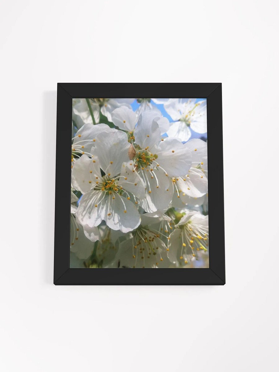 Framed White Cherry Blossoms Print, Floral Art, White Cherry Blossoms Print, 8x10 or 16x20